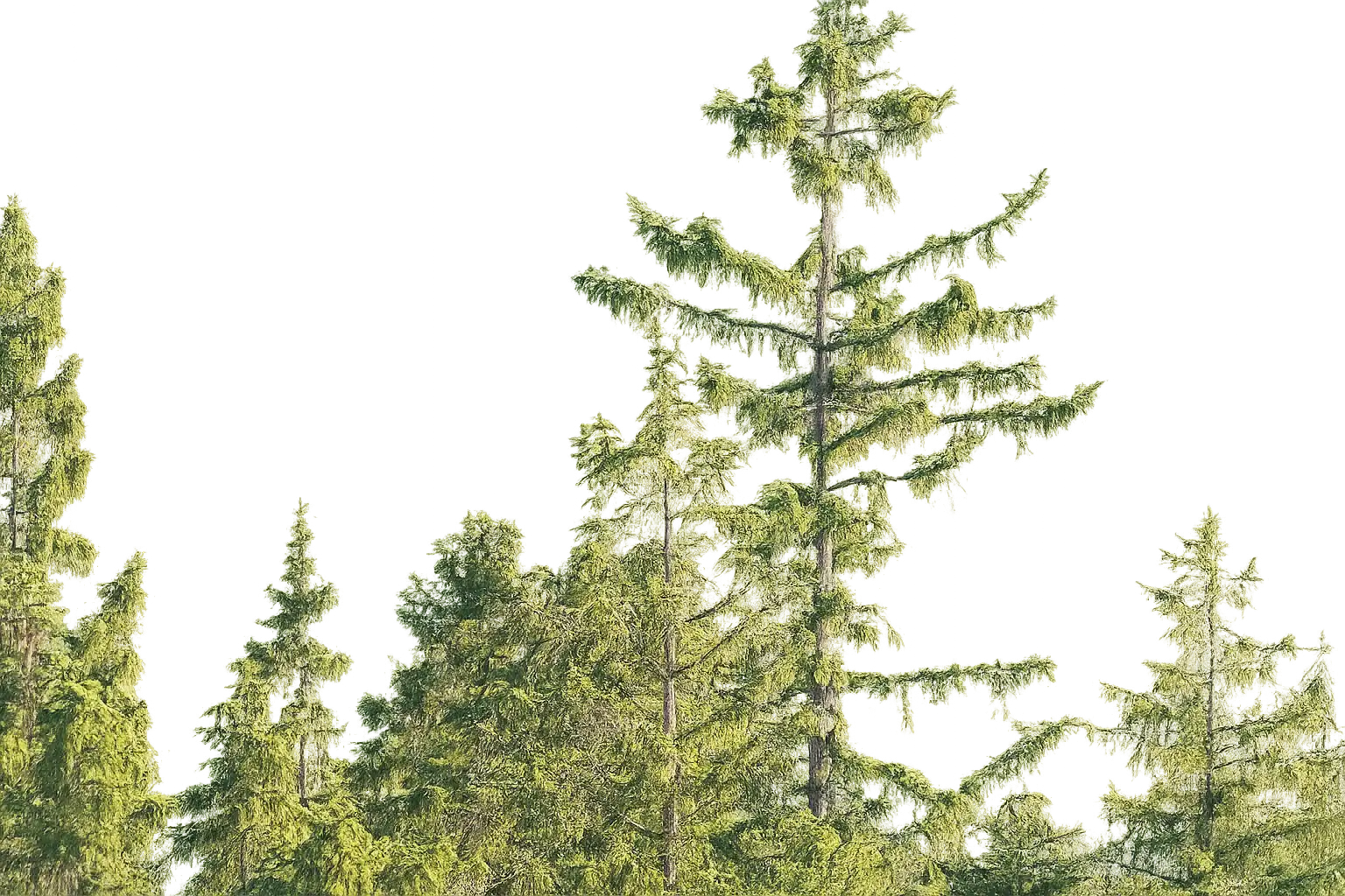 Obraz w tle pokazujący las w okolicach Lądka